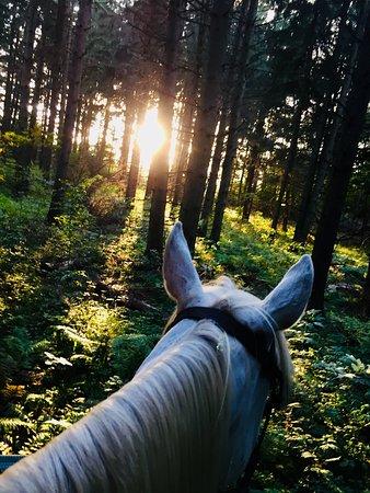 On the Forest Boarding