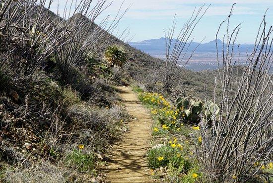 Hugh Norris Trail