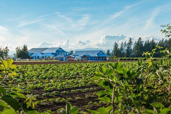 Krause Berry Farms