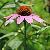 Photo of PurpleConeFlower