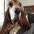 Photo of Bassethound21