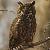 photo of OWL78654