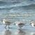 Photo of Sandpipers108