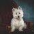 Photo of westie_servant