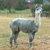 Photo of GraystoneRidgeAlpaca