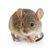 Photo of Netmouse R