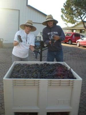 Primitivo Harvest