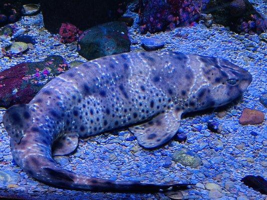 Blotchy Swellshark