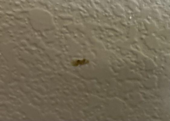 Here is the photo of the booger on the wall!!