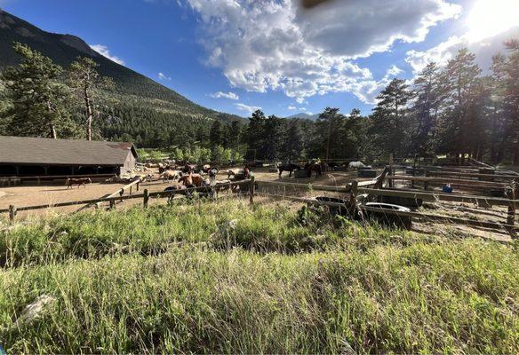 Horses eating and relaxing