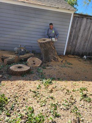 Victor cutting down a tree to a stump