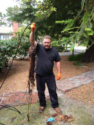 Giant Root