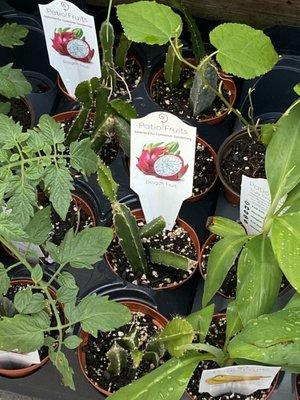 Dragon fruit and edible plants