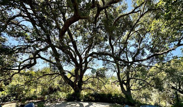 We love seeing the structure of the oaks.