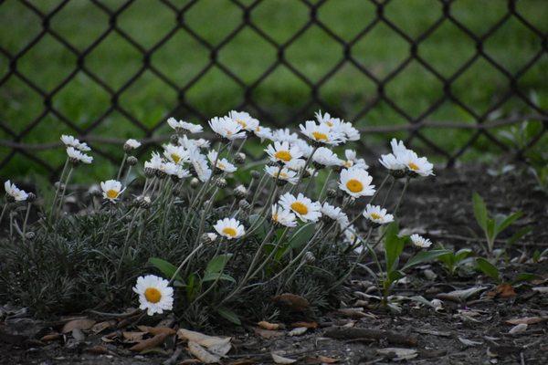 Daisies in in HB "secret" botanical garden