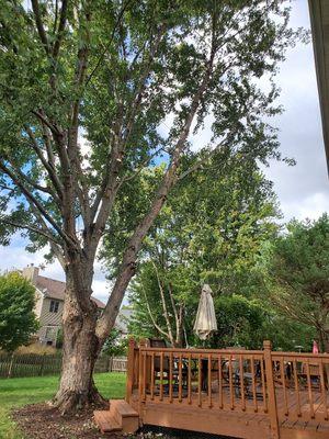 Large Maple trimmed off the deck in Aurora, IL