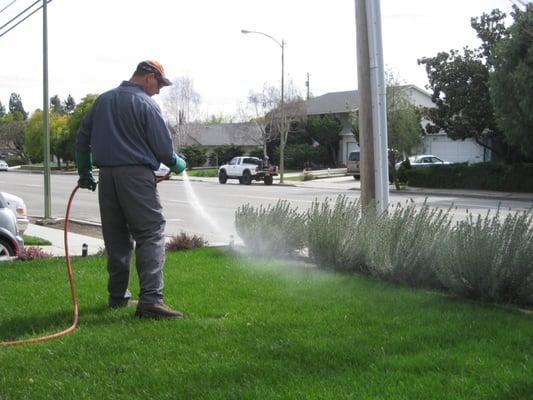 Powerspraying the lawn during spring and summer months