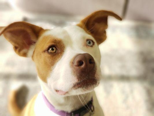 Shasta - everyone's favorite greeter