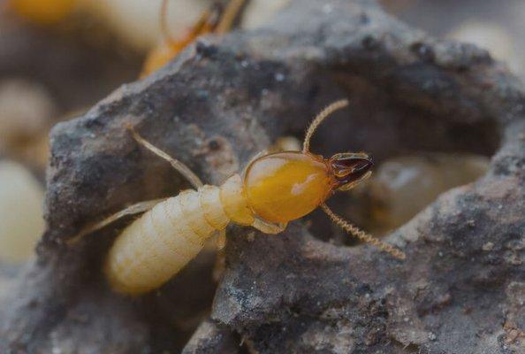 Could your home be getting eaten away? Termites are one of the leading causes of significant home damage.