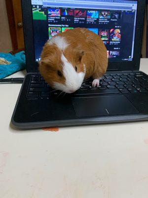 Got my Guinea pig from bayou pets and she doing great the services is great and I recommend going to get a pet from them