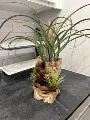 Air plants creation