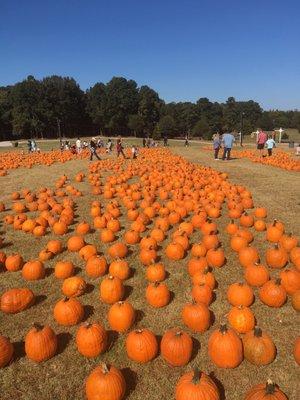 Pumpkin patch