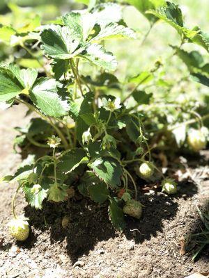 We grow strawberries for our little ones.