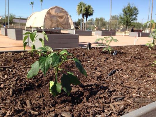 One of the community planter boxes