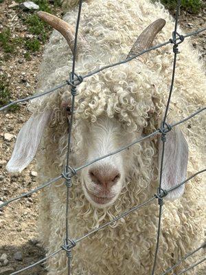 Large area with goats, short and a llama