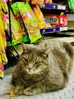 Bodega cat on guard