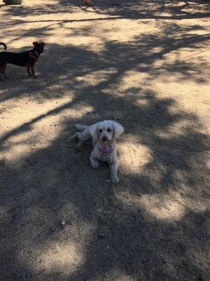 Leia and Koko seeking the shade