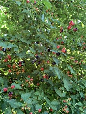 Blackberry picking