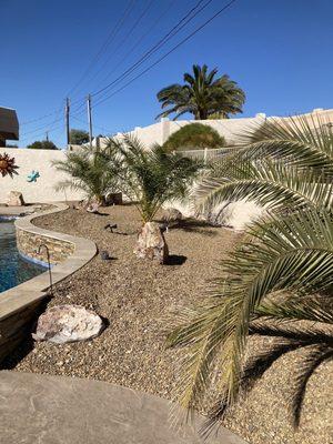 3 Canary Island Date palms