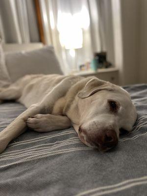 Star of Texas Veterinary Hospital