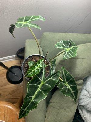 Alocasia polly