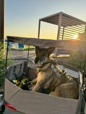 Her last week was lived to the best. Watching the sunsets, having steak and watching the moon