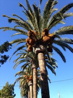 Benician's love our beautiful Palm Trees on First Street and J Street