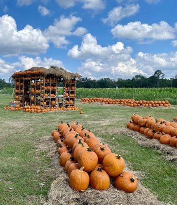 Pumpkin patch