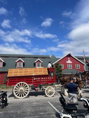 6,000 lb beer wagon and horses