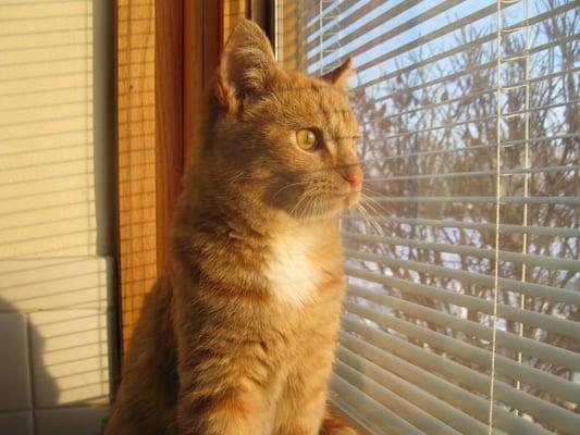 A cat in our communal room enjoys the view.