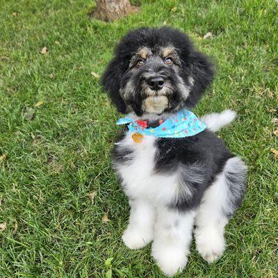 Puppy cut groom