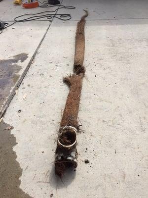 9' root ball removed from line