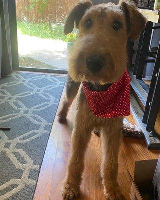 Airedale terrier after grooming appt