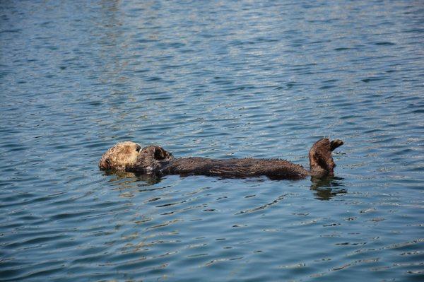 Sleeping otter