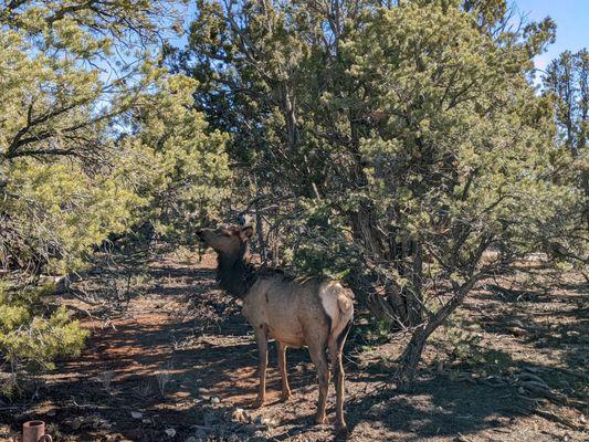 I'm thinking this moose is so used to tourists! And yes, I wasn't as close as I appeared, I had a super telephoto lens on.