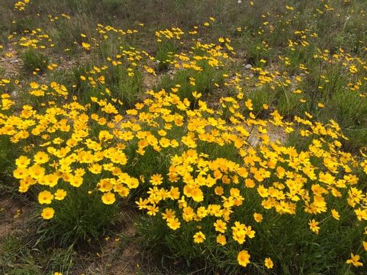 Beautiful wildflowers photo taken by Stacey Conley, owner of Aria Bella Aromatherapy and Massage in Sulphur Oklahoma