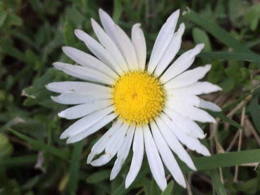 One little cluster of (Lazy Daisy?) wildflowers along the trail