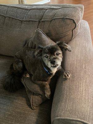 Toby- groomed at Amanda's pet salon