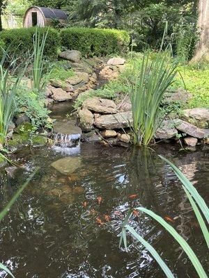 Koi pond