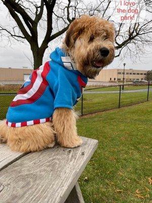 Here is my most adorable puppy who was treated like a prince at Doggie Day Play! He was so happy to be there .